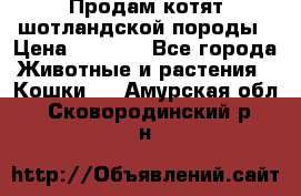 Продам котят шотландской породы › Цена ­ 2 000 - Все города Животные и растения » Кошки   . Амурская обл.,Сковородинский р-н